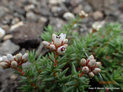 Crassula dependens