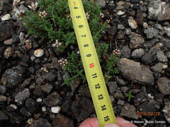 Crassula dependens