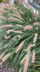 Poaceae