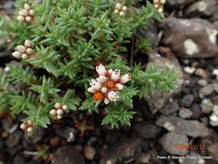 Crassula dependens