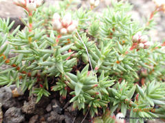 Crassula dependens