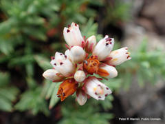 Crassula dependens