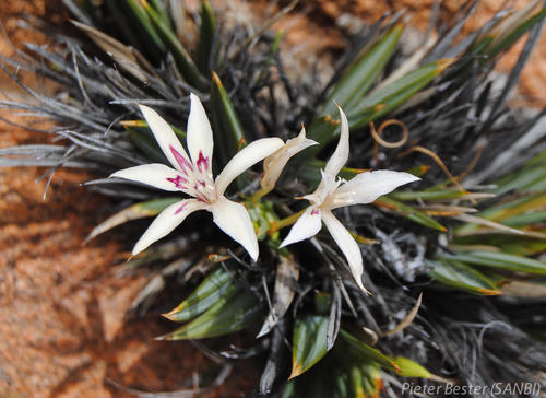 Kabong Bobbejaantjie (Babiana lapeirousioides)