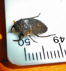 Nerthra grandicollis