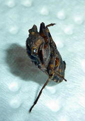 Nerthra grandicollis