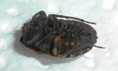 Nerthra grandicollis