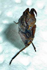 Nerthra grandicollis