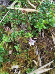 Tripterospermum microphyllum