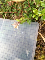 Tripterospermum microphyllum