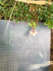 Tripterospermum microphyllum