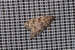 Eudonia truncicolella