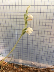 Goodyera schlechtendaliana