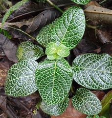 Fittonia albivenis