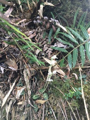 Goodyera schlechtendaliana