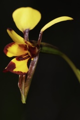 Diuris laxiflora