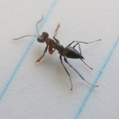 Dryinidae