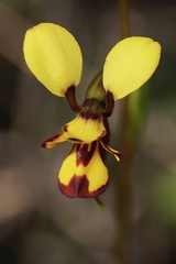 Diuris laxiflora