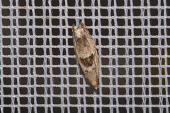 Epinotia ramella