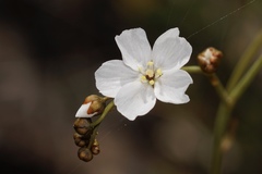 Drosera gigantea