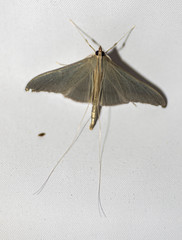Neadeloides glaucoptera