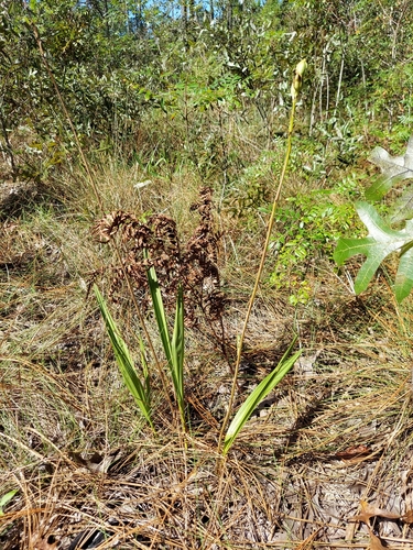 Image of Orthochilus ecristatus by (c) Athena Philips, some rights reserved (CC BY)