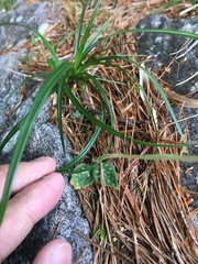 Goodyera schlechtendaliana