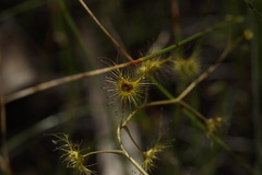 Drosera gigantea