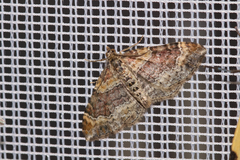 Xanthorhoe spadicearia
