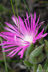 Delosperma sutherlandii