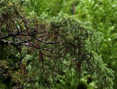 Juniperus brevifolia