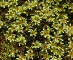 Breutelia azorica