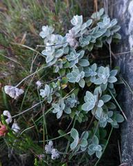 Helichrysum rotundatum