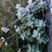 Helichrysum rotundatum - Photo (c) Nick Helme, algunos derechos reservados (CC BY-SA), subido por Nick Helme