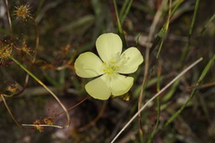 Drosera intricata