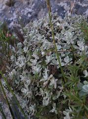 Helichrysum rotundatum