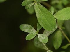 Erysiphe hyperici