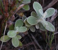 Helichrysum rotundatum
