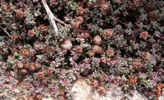 Lampranthus pocockiae