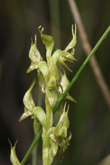 Prasophyllum gracile