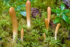 Trichoderma nybergianum