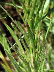 Callilepis
