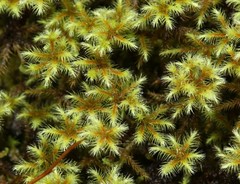 Breutelia azorica