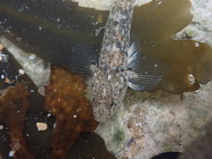 Pomatoschistus microps