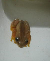 Afrixalus fornasini