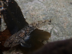 Pomatoschistus microps