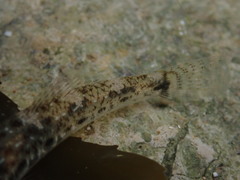 Pomatoschistus microps