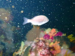 Pterogymnus laniarius