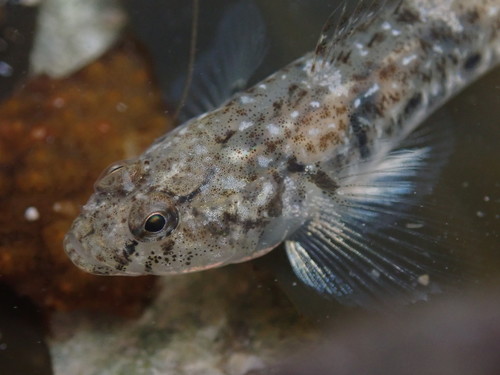 Common goby (Pomatoschistus microps) — Gobiidae — 2