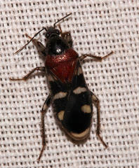 Prostemma falkensteinii