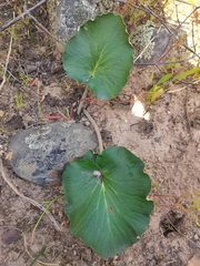 Pelargonium asarifolium